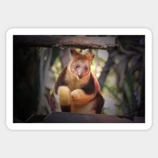 Tree Kangaroo Sticker
